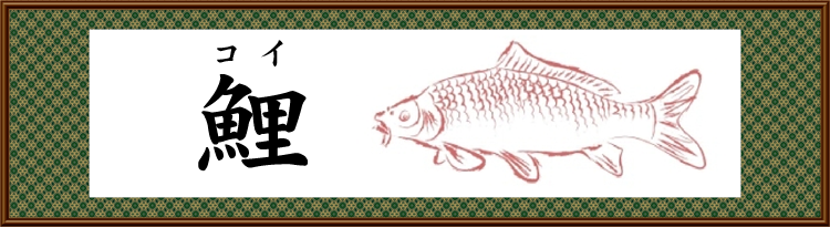 鯉 コイ